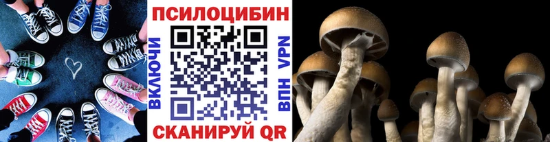 Купить  Иноземцево  Псилоцибиновые грибы Psilocybine cubensis 